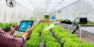 Aplicação de IA nas Smart Farms